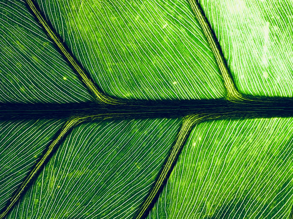 unsplash_q1-dAZuhs7I_nature.webp