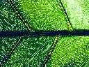 unsplash_q1-dAZuhs7I_nature.webp